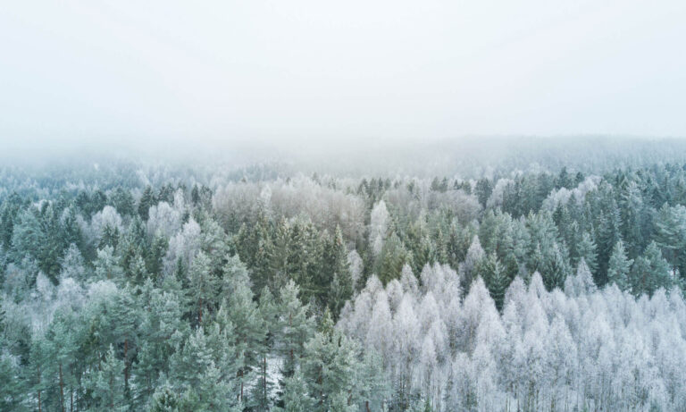 Luftaufnahme von einem Wald im Winter im Nebel